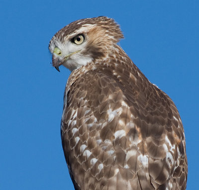 red-tailed hawk 93