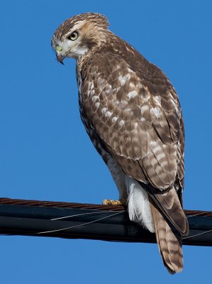 red-tailed hawk 94