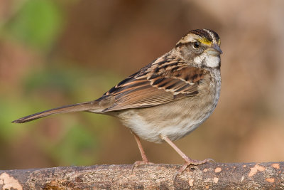 white-throated sparrow 133