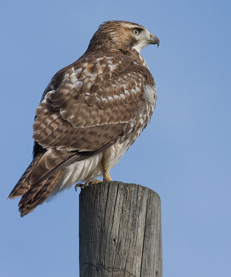 red-tailed hawk 96