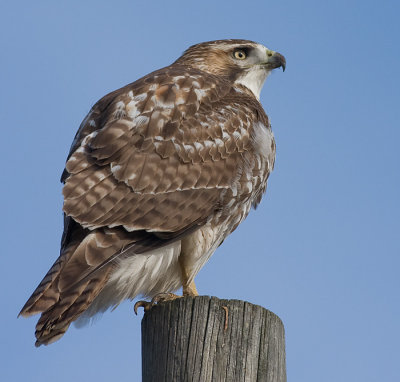 red-tailed hawk 97