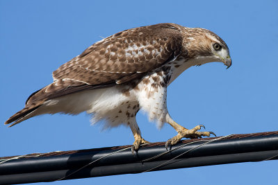 red-tailed hawk 98