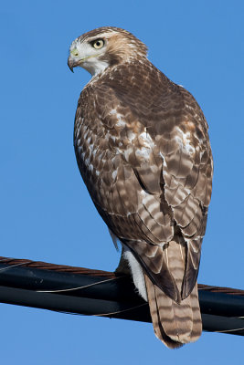 red-tailed hawk 99