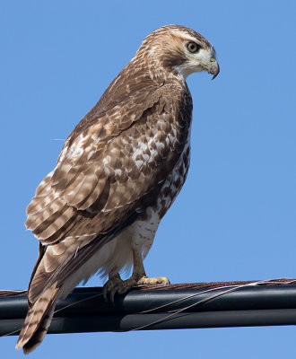 red-tailed hawk 100