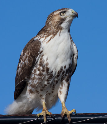 red-tailed hawk 101