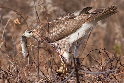 red-tailed hawk 102