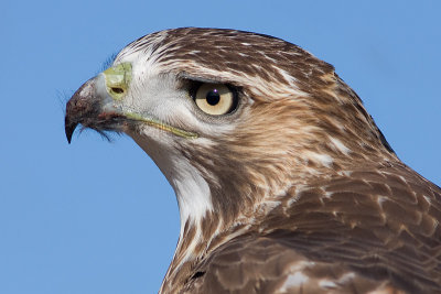 red-tailed hawk 103