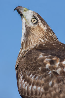 red-tailed hawk 104