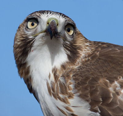 red-tailed hawk 105