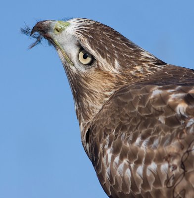 red-tailed hawk 106