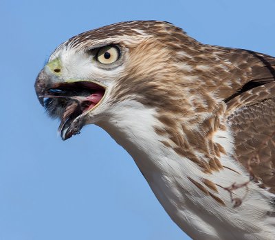 red-tailed hawk 107