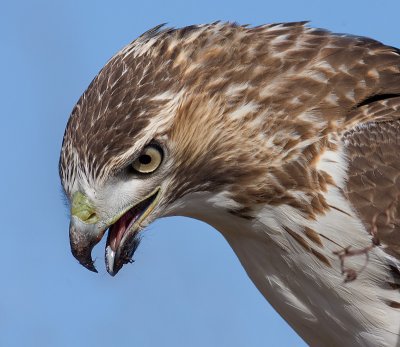 red-tailed hawk 108