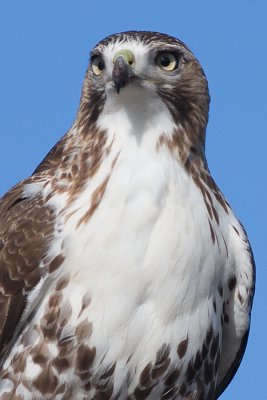 red-tailed hawk 109