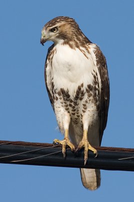 red-tailed hawk 110