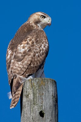 red-tailed hawk 111