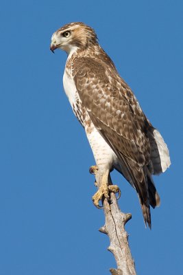 red-tailed hawk 112