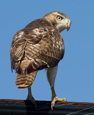 red-tailed hawk 113