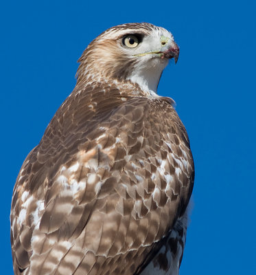 red-tailed hawk 114
