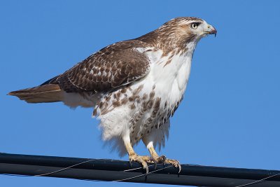 red-tailed hawk 117