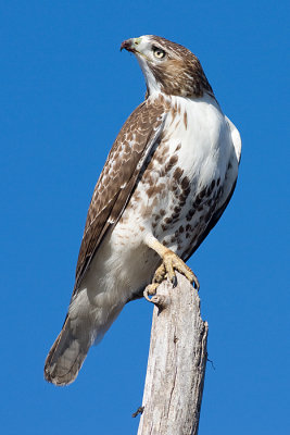 red-tailed hawk 118