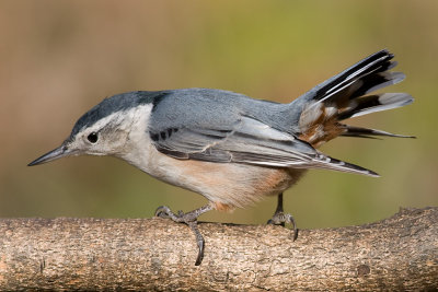 white-breasted nuthatch 235