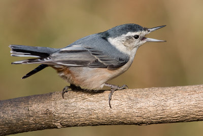 white-breasted nuthatch 236