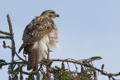 red-tailed hawk 119