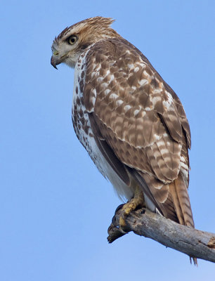 red-tailed hawk 120