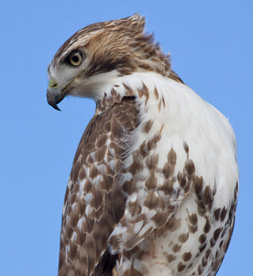 red-tailed hawk 123