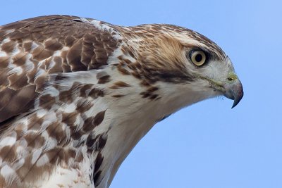 red-tailed hawk 125