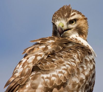 red-tailed hawk 126