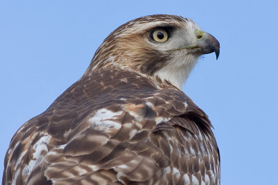 red-tailed hawk 127