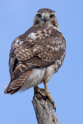 red-tailed hawk 129
