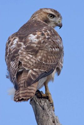 red-tailed hawk 130