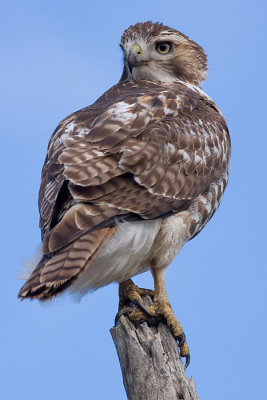 red-tailed hawk 131