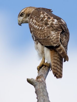red-tailed hawk 132