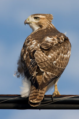 red-tailed hawk 135