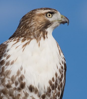 red-tailed hawk 136