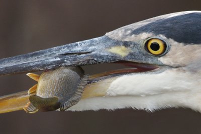 great blue heron 161