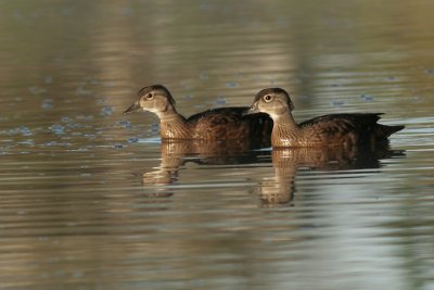 wood duck 33