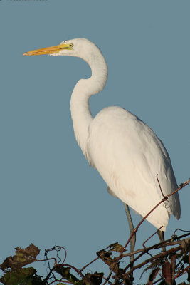 great egret 6