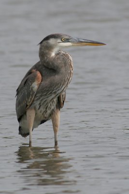 great blue heron 157