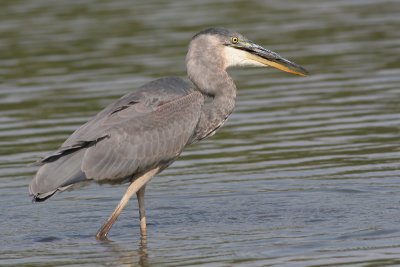 great blue heron 159