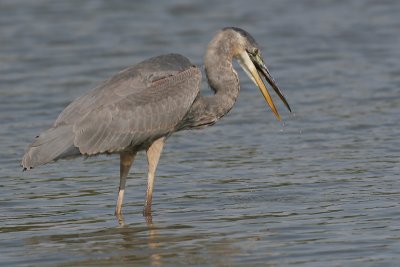 great blue heron 160