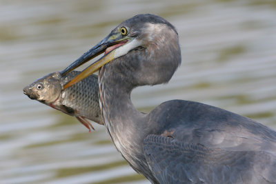 great blue heron 162