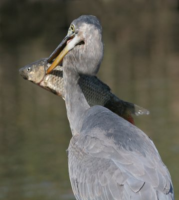 great blue heron 163