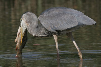 great blue heron 167