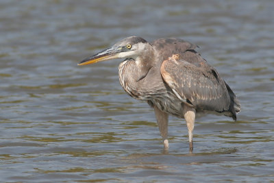 great blue heron 169