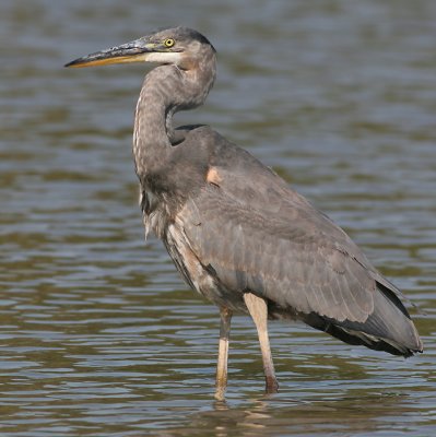 great blue heron 171