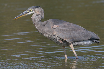 great blue heron 172